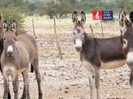 FIR for donkey theft