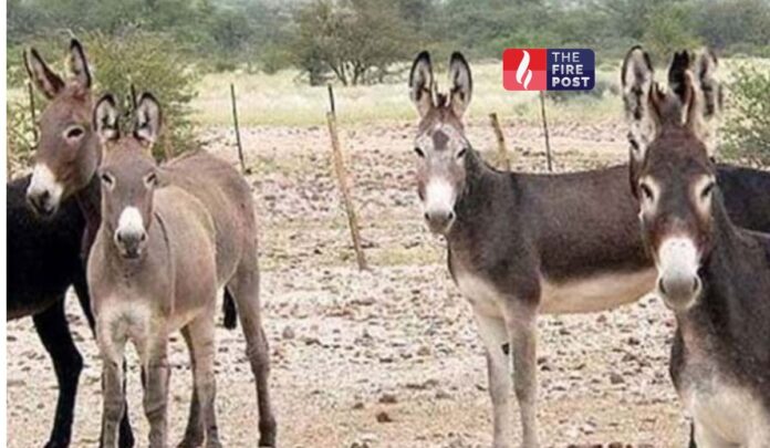 FIR for donkey theft