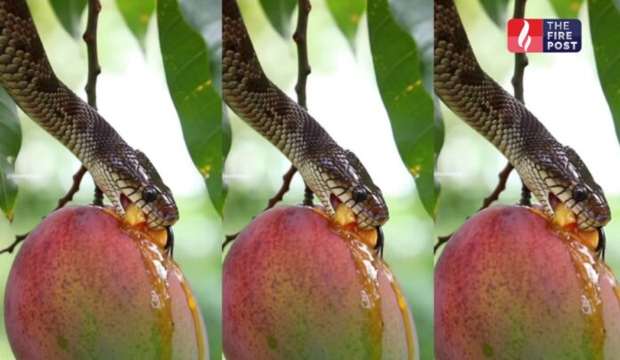 Snake Mango Viral Video