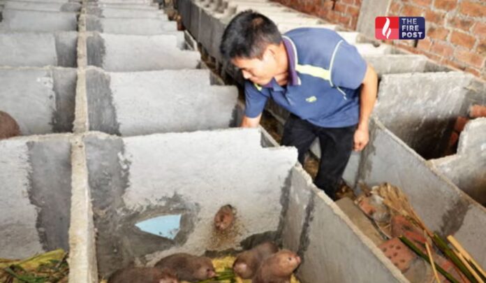 China bamboo rat farming