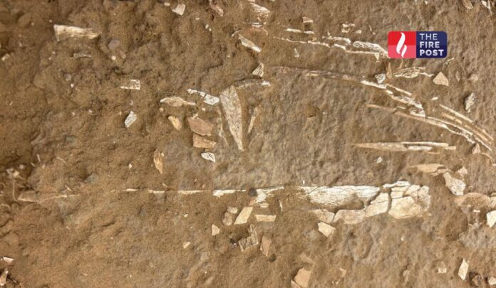  Rajasthan rare fossil discovery
