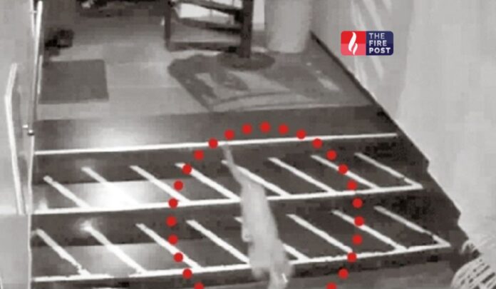 Jaipur Leopard News Jaipur Leopard News