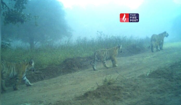 Ranthambore Tiger Reserve