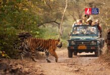 रणथंभौर जाने वालों के लिए खबर! 1 अप्रैल से बढ़े टिकट रेट, जेब पर पड़ेगा असर Ranthambore Ticket Hike