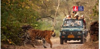 रणथंभौर जाने वालों के लिए खबर! 1 अप्रैल से बढ़े टिकट रेट, जेब पर पड़ेगा असर Ranthambore Ticket Hike