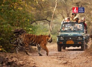 रणथंभौर जाने वालों के लिए खबर! 1 अप्रैल से बढ़े टिकट रेट, जेब पर पड़ेगा असर Ranthambore Ticket Hike