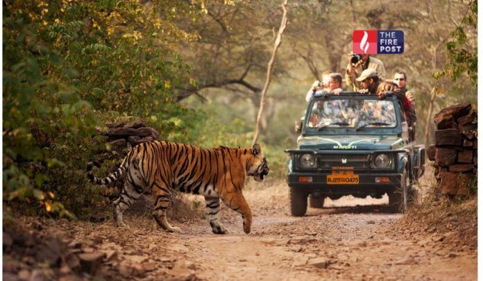 Ranthambore Ticket Hike Ranthambore Ticket Hike