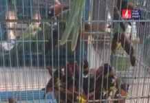 जयपुर में वन विभाग का बड़ा एक्शन! पिंजरों में कैद मिले 132 पक्षी, सामने आई चौंकाने वाली तस्वीर Jaipur Bird Rescue
