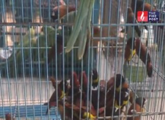 जयपुर में वन विभाग का बड़ा एक्शन! पिंजरों में कैद मिले 132 पक्षी, सामने आई चौंकाने वाली तस्वीर Jaipur Bird Rescue