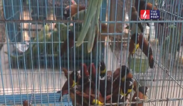 Jaipur Bird Rescue Jaipur Bird Rescue